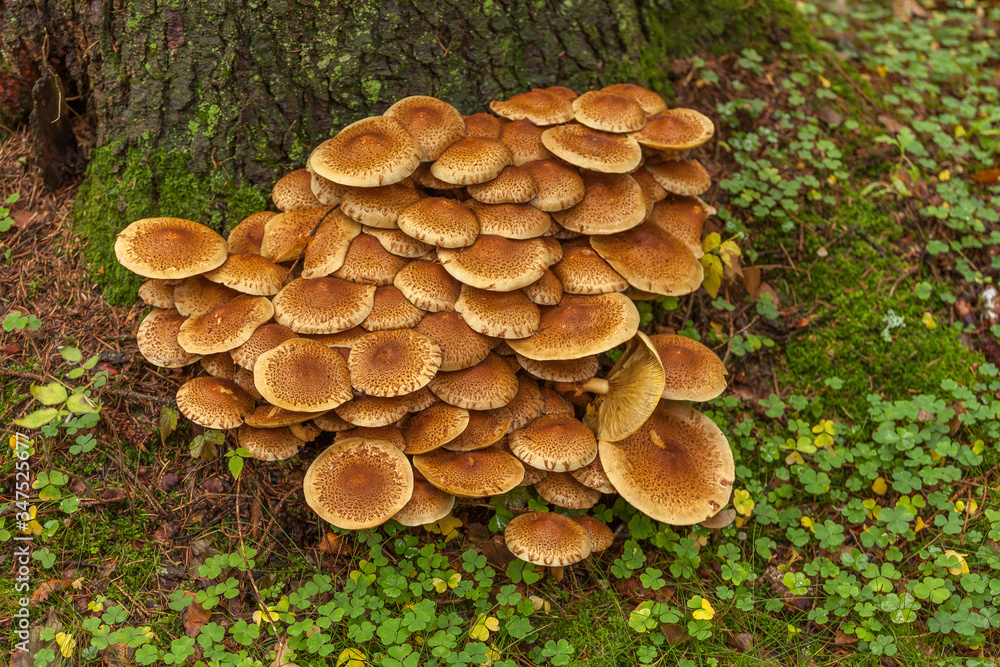 A group of brown mushrooms growing by a tree in the forest, selective focus A group of brown mushrooms growing by a tree in the forest, selective focus