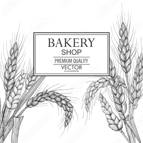 Vector hand drawn wheat ears. Farm field illustration. For packing.Bunch of grain barley.Banner design. Barley illustration in vintage style.Wheat grain,granule, kernel,corn,rye,barley,oats,pic