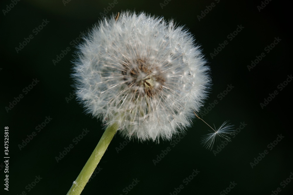 Löwenzahl, Pusteblume Löwenzahl, Pusteblume