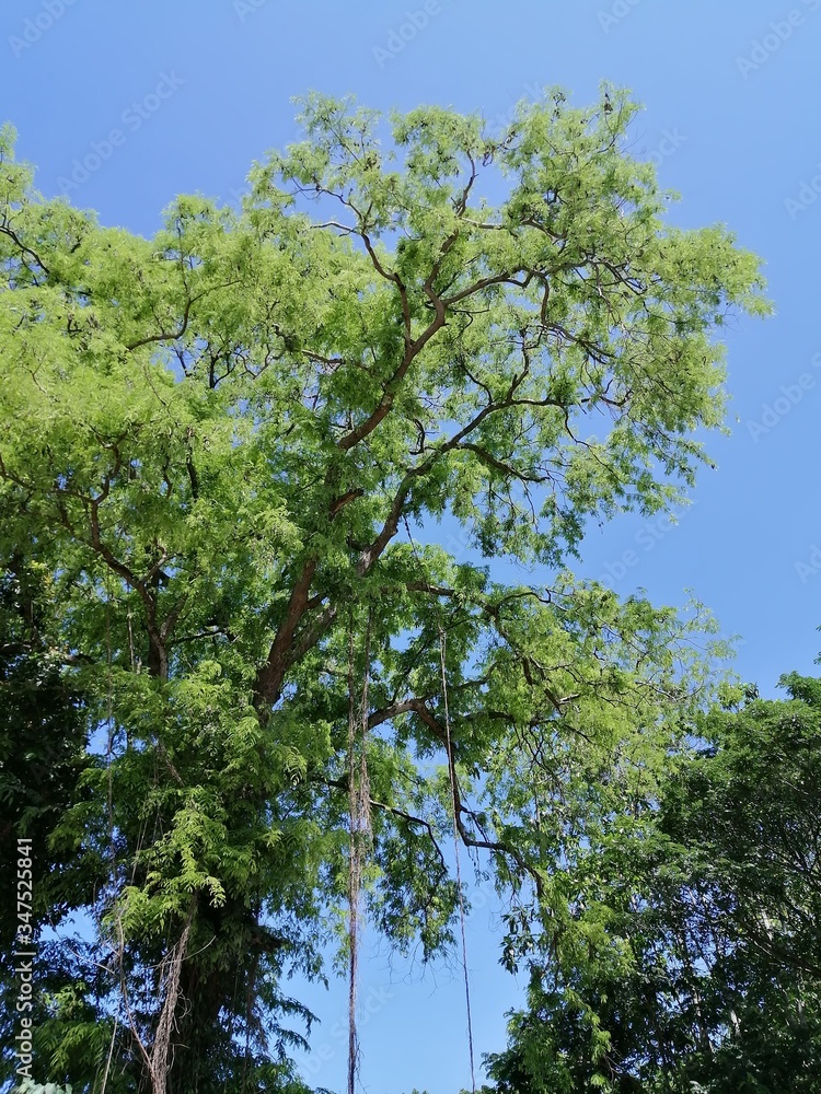 Morning Tamarind Tree