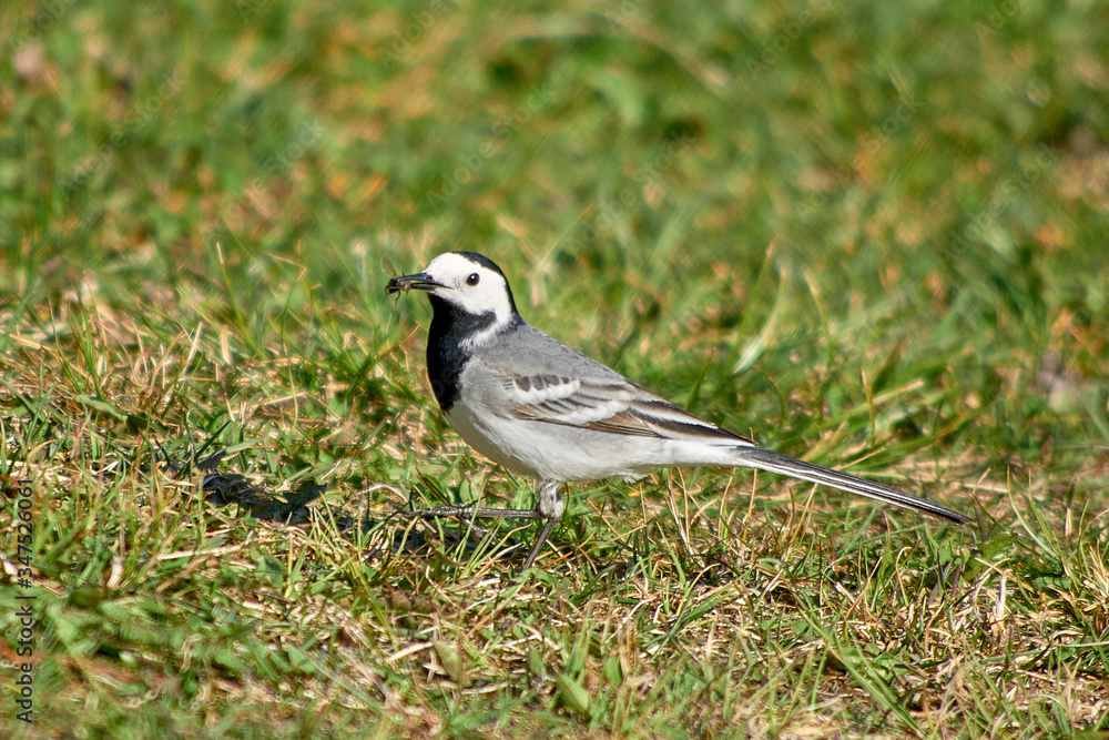 White Wagtail on a background of grass. White Wagtail on a background of grass.
