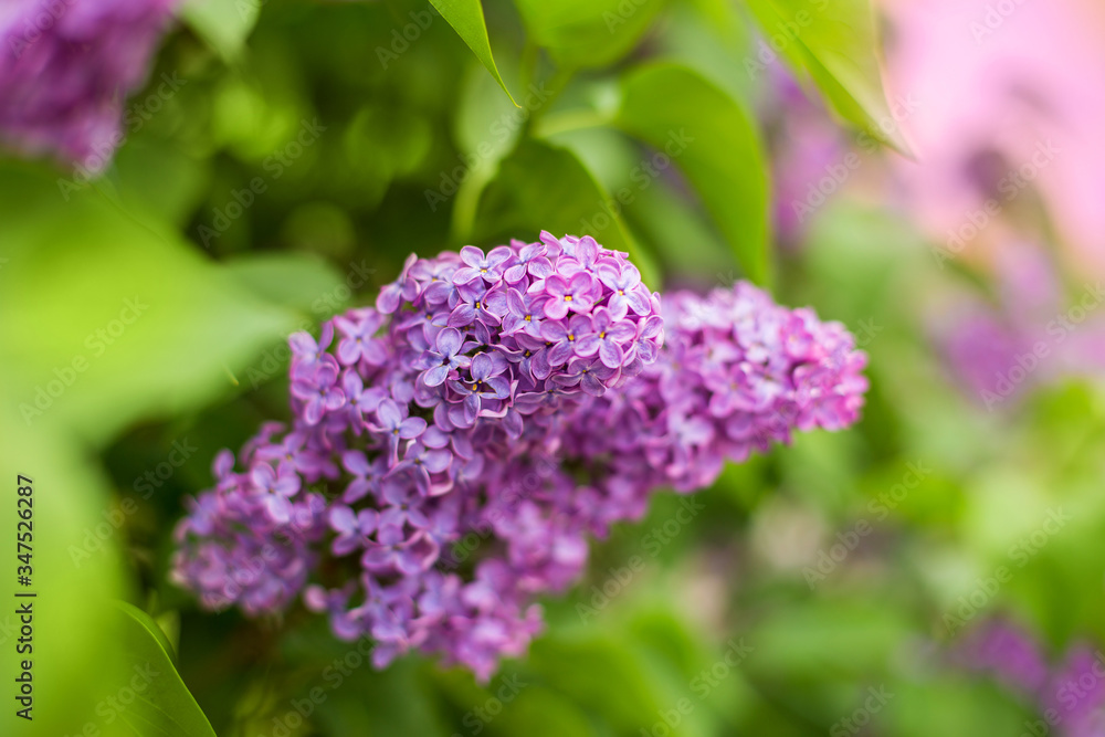 purple bush of blooming lilac in a park area close-up with blur