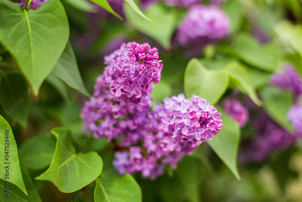 purple bush of blooming lilac in a park area close-up with blur purple bush of blooming lilac in a park area close-up with blur