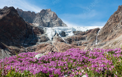 flowers and glacier