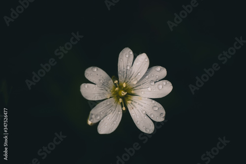 Obraz na płótnie white flower on black background w salonie