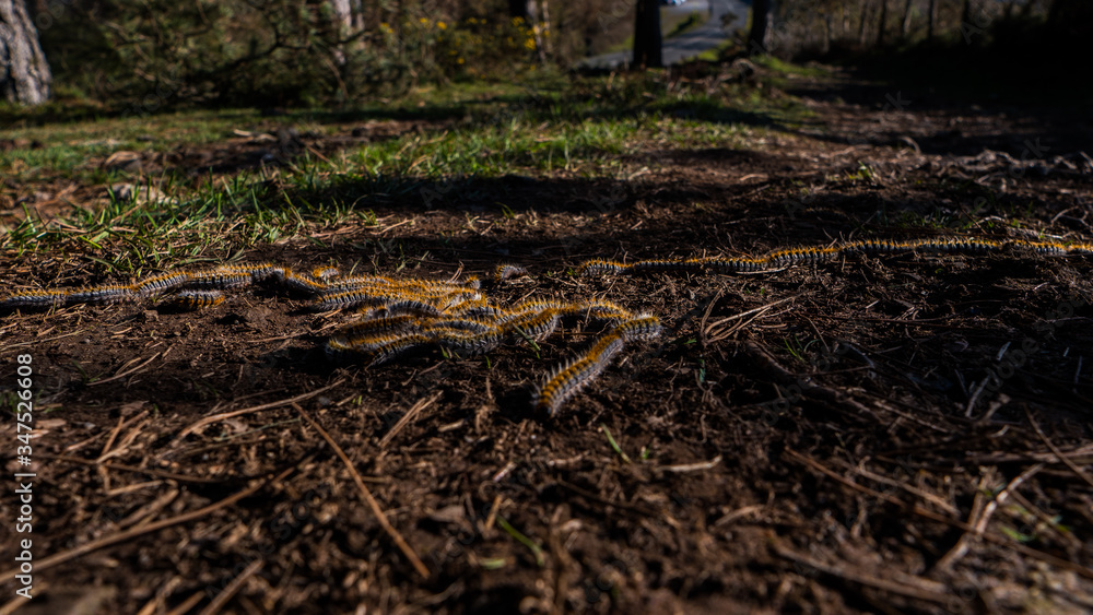 Processional caterpillars, dirt soil, green grass, road. Processional caterpillars, dirt soil, green grass, road.