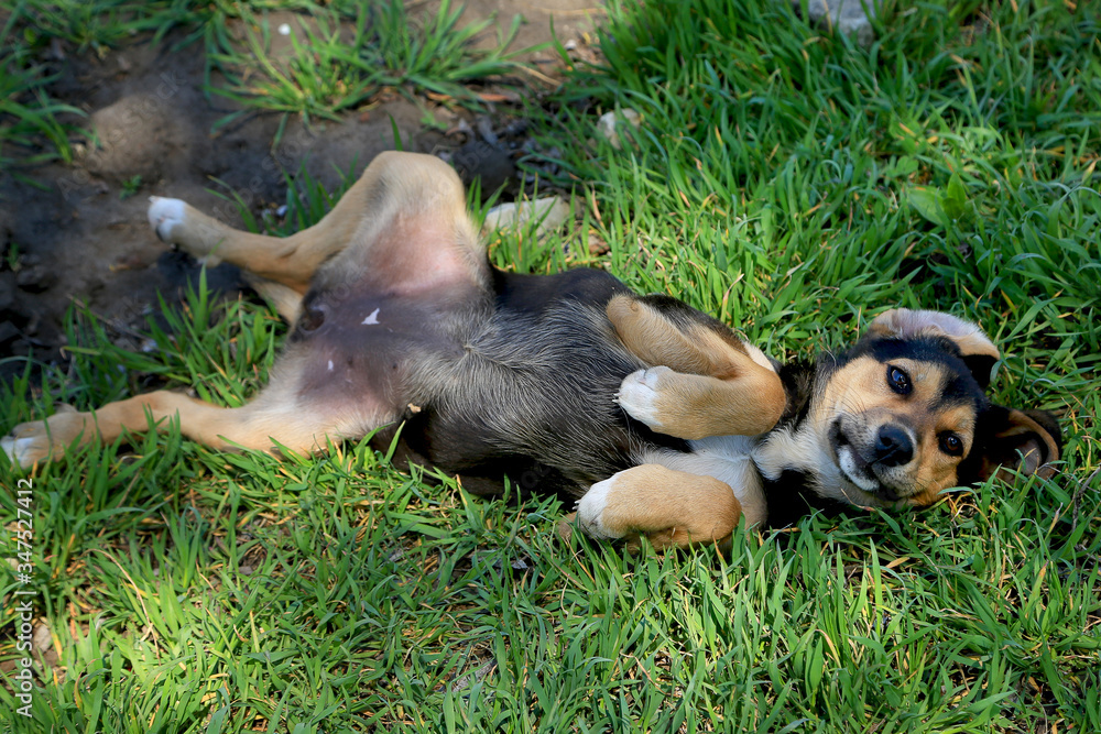 The red-black and white puppy tumbles for joy on the green grass in the yard. Puppy mongrel. Caring for homeless animals. A game.
The red-black and white puppy tumbles for joy on the green grass in the yard. Puppy mongrel. Caring for homeless animals. A game.