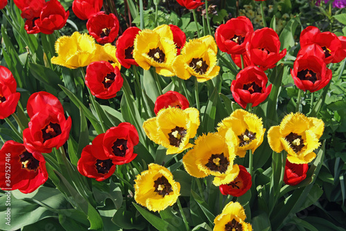 Red and yellow tulips, blooming in a garden in spring.