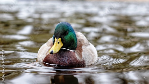male duck