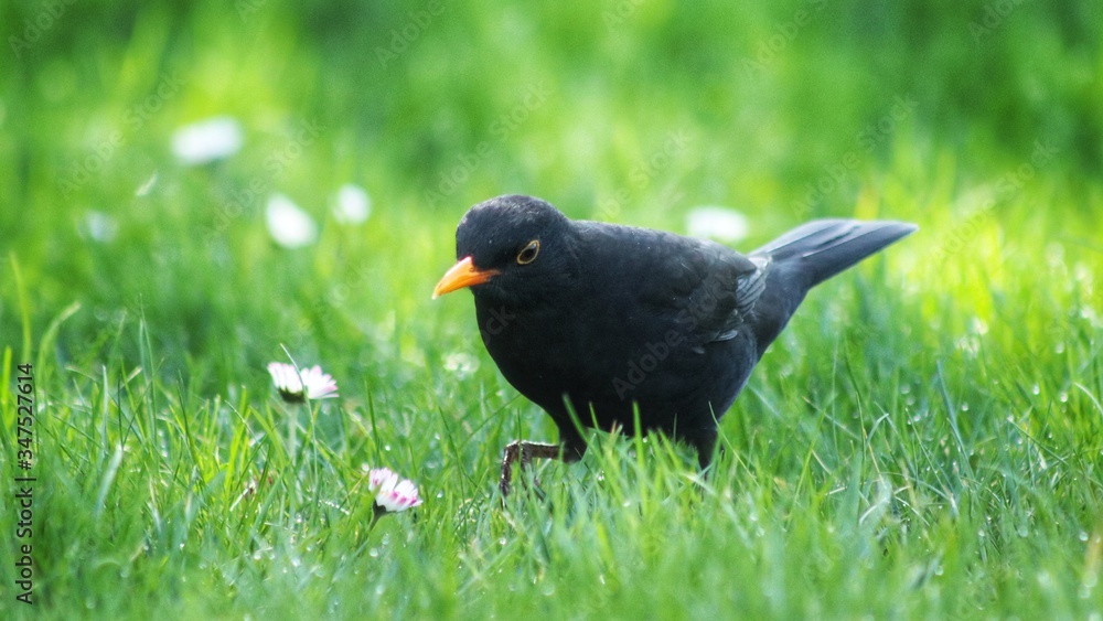 Fototapeta premium black bird