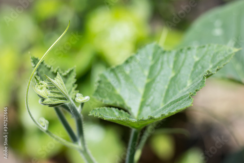 Green leaf of Yellow pumpkin plant © nitinut380