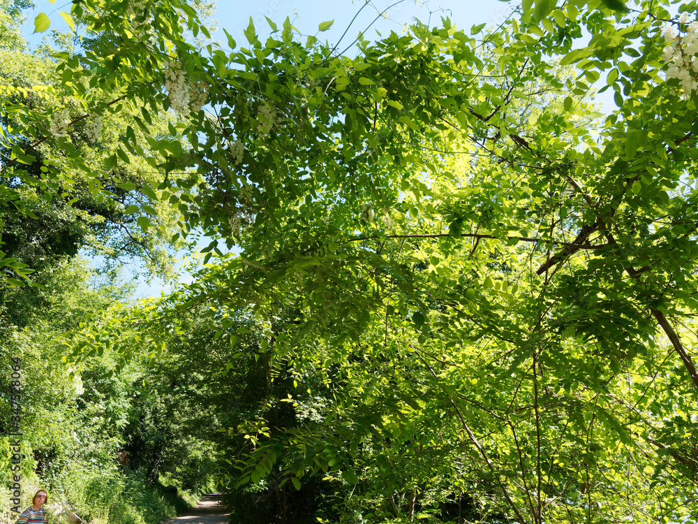 (Robinia pseudoacacia) Haut taillis ou haie de Robinier faux-acacia verdoyant aux rameaux garnis de grappes de fleurs papillonancées blanc pur au printemps (Robinia pseudoacacia) Haut taillis ou haie de Robinier faux-acacia verdoyant aux rameaux garnis de grappes de fleurs papillonancées blanc pur au printemps