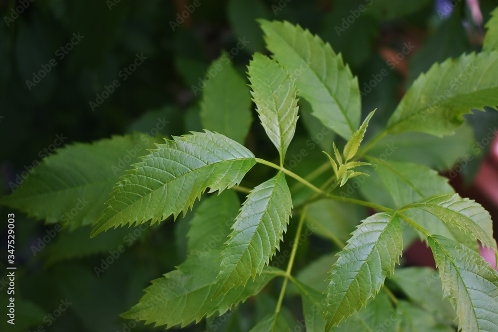 Closeup nature view of green leaf on blurred dark greenery background in garden with copy space using as background natural green plants Closeup nature view of green leaf on blurred dark greenery background in garden with copy space using as background natural green plants