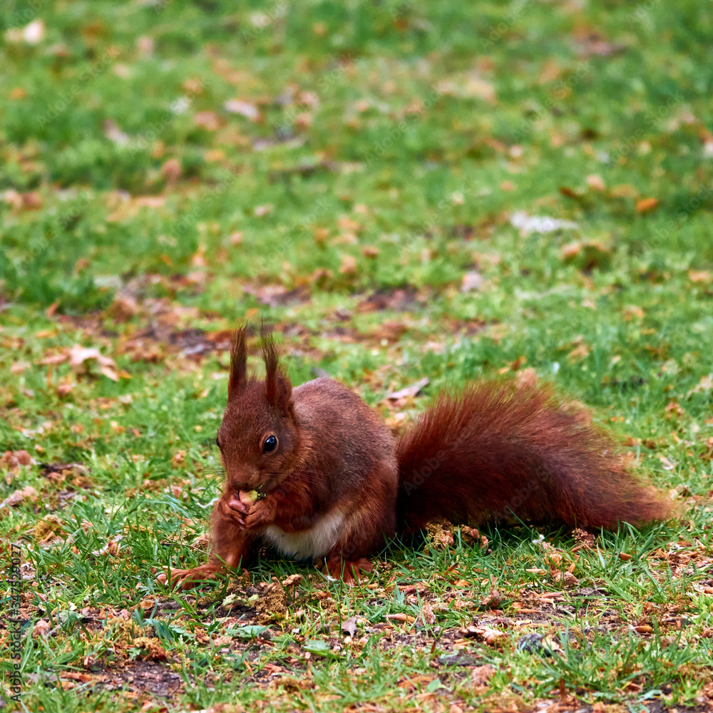 Squirrel, scientific Sciurus vulgaris, sitting on a lawn and holding an acorn. Squirrel, scientific Sciurus vulgaris, sitting on a lawn and holding an acorn.