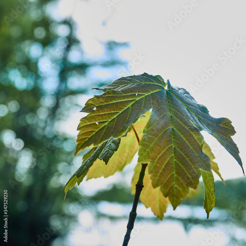 Leaf of a young chestnut tree growing towards the sun in spring, selectiv Focus photo