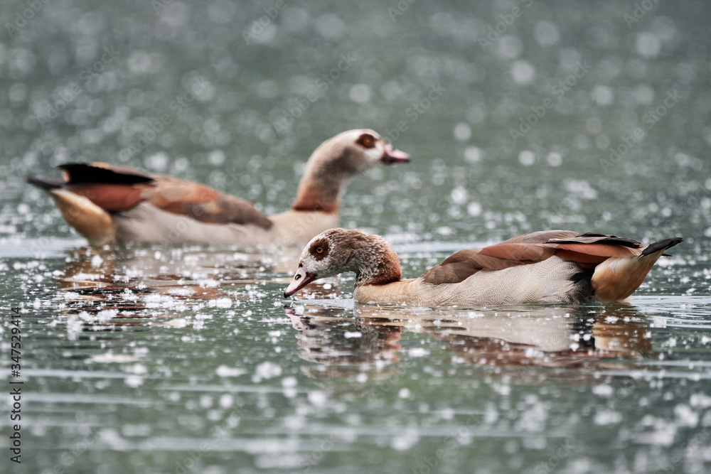 Two Egyptian geese (Alopochen aegyptiaca) swim in lake covered with pollen