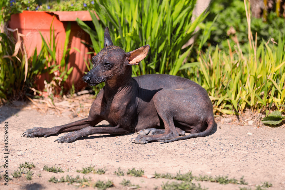 xoloitzcuintle , Mexican Hairless Dog xoloitzcuintle , Mexican Hairless Dog