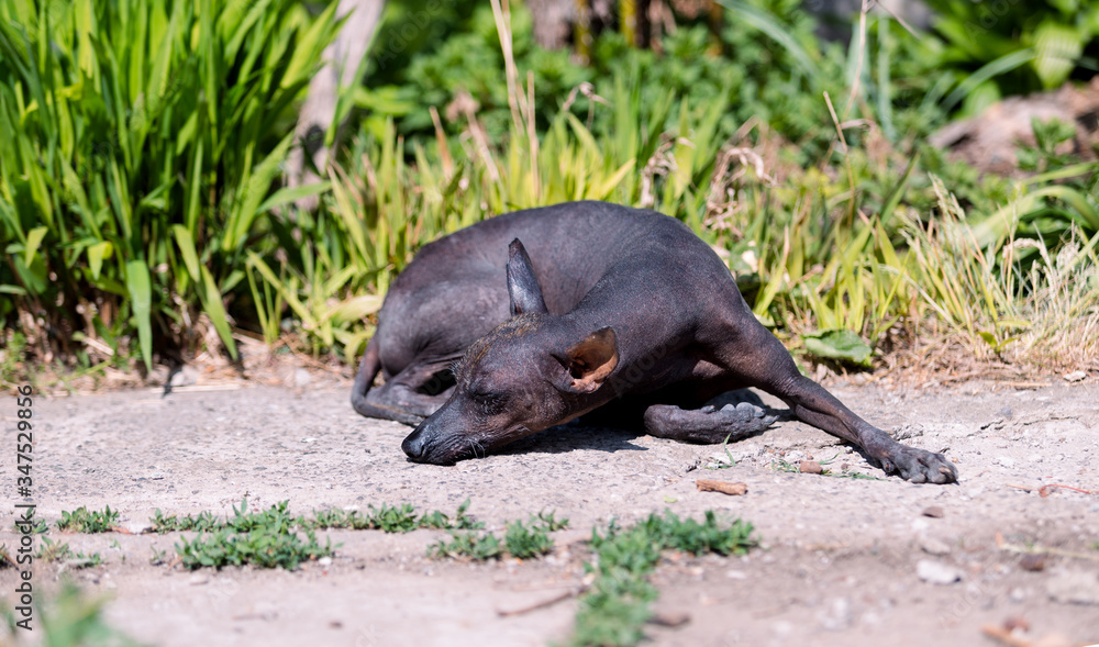 xoloitzcuintle , Mexican Hairless Dog xoloitzcuintle , Mexican Hairless Dog