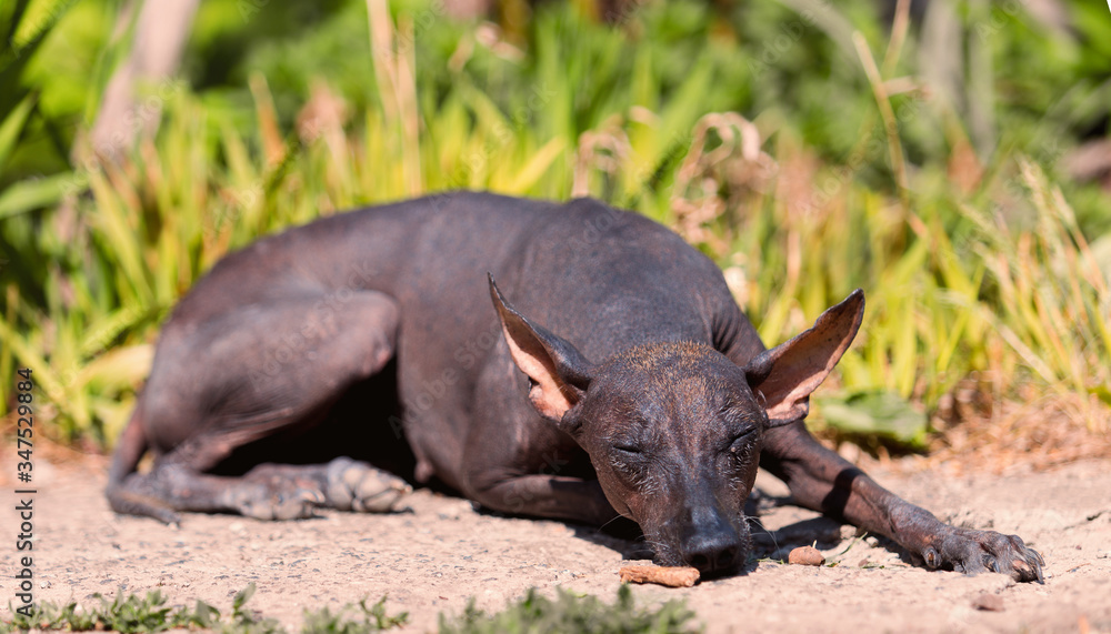 xoloitzcuintle , Mexican Hairless Dog xoloitzcuintle , Mexican Hairless Dog
