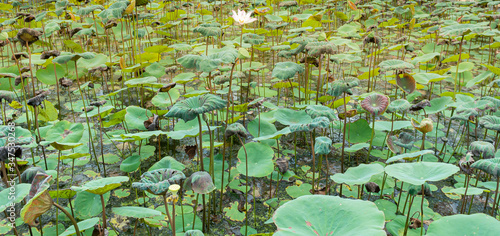 green and dried leaves in lotus pond
