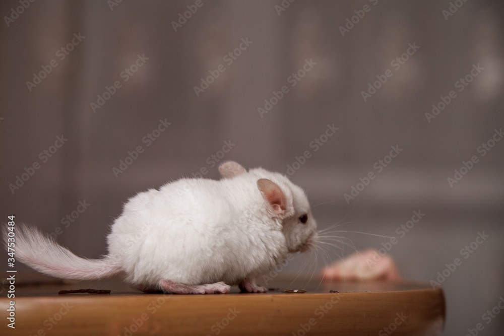 Obraz premium Our pets are small fluffy chinchillas