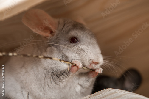 Our pets are small fluffy chinchillas photo