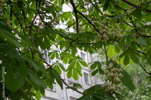 Blooming spring chestnut flowers and green leaves.