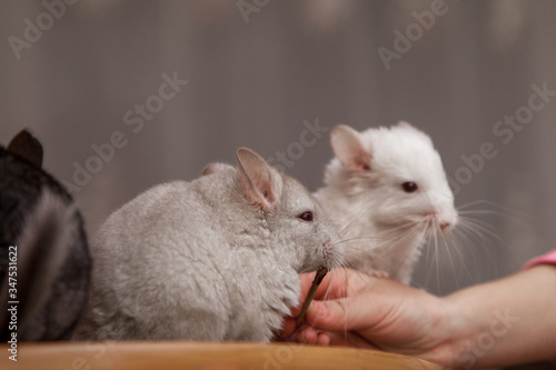 Our pets are small fluffy chinchillas