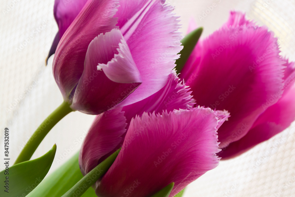 Purple tulips on white tender background close up