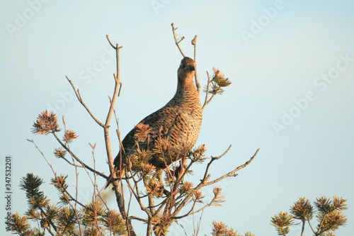 Black grouse or blackgame or blackcock (Lyrurus tetrix) lekking in the morning photo