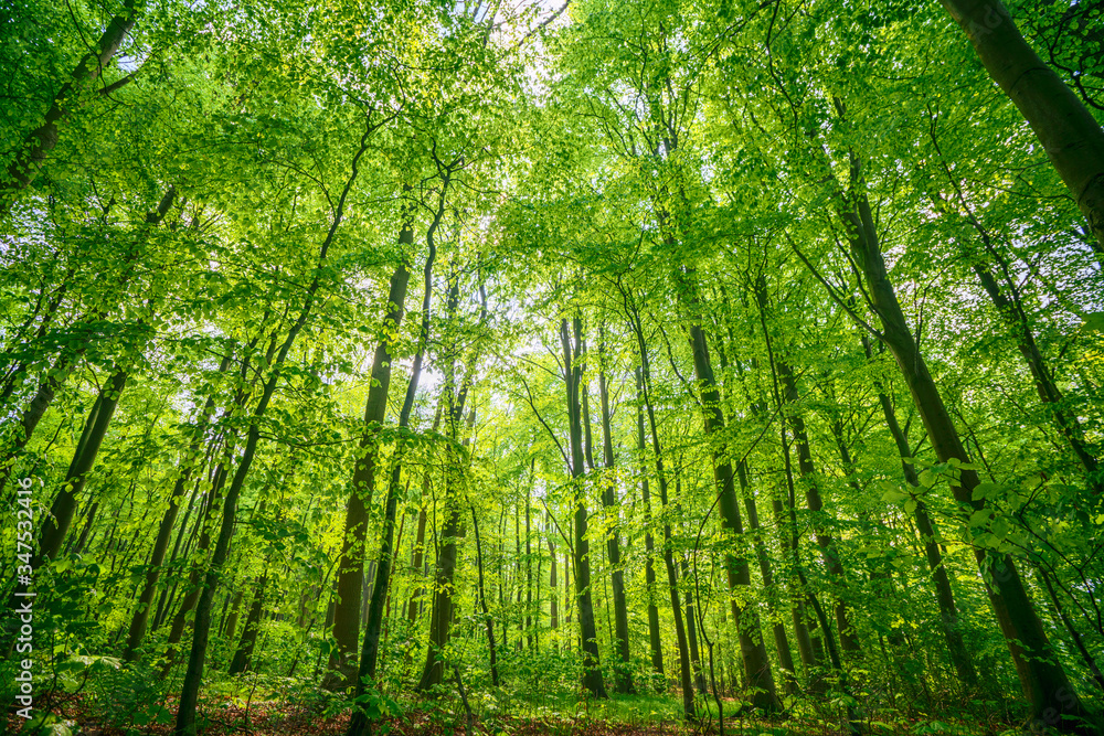Green beech forest in the spring in vibrant colors
