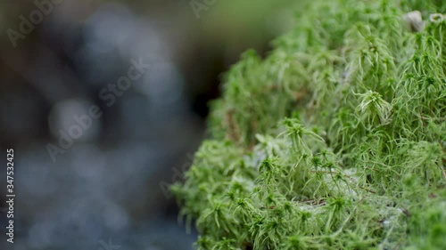 Focus in and out on moss besides a river 