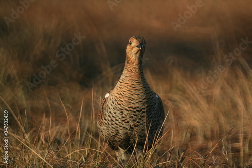 Black grouse or blackgame or blackcock (Lyrurus tetrix) lekking in the morning photo