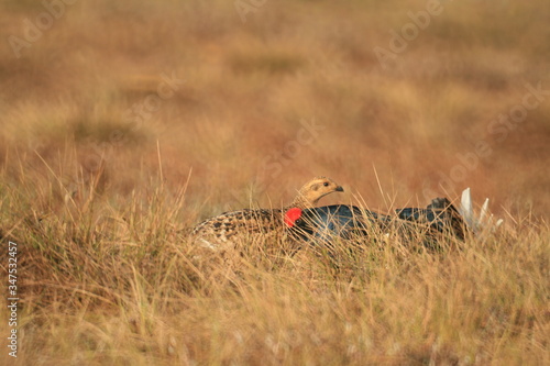 Black grouse or blackgame or blackcock (Lyrurus tetrix) lekking in the morning photo