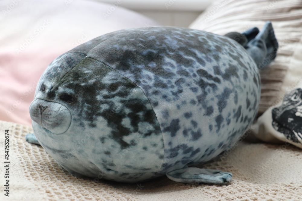 Fototapeta premium Chonky Seal 