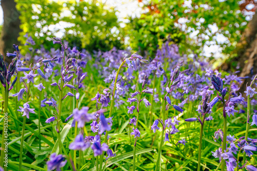Bluebell flowers on a wild meadow