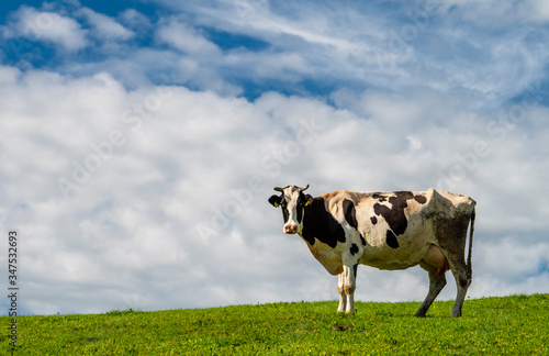 portrait of single cow in meadow