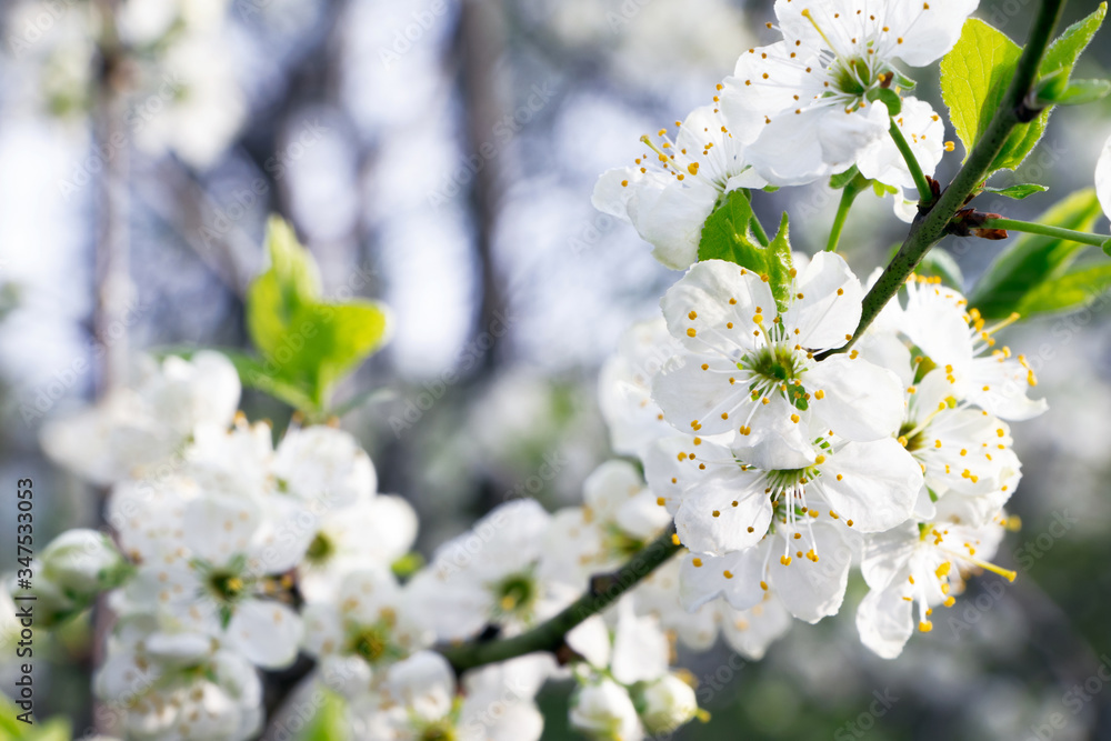 Plum blossoms. Branch of blossoming plum . White flowers of fruit tree.Beautiful flowers of plum .Flowering of plum .