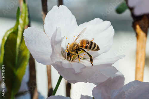 Bee pollinating white cherry tree flowers.