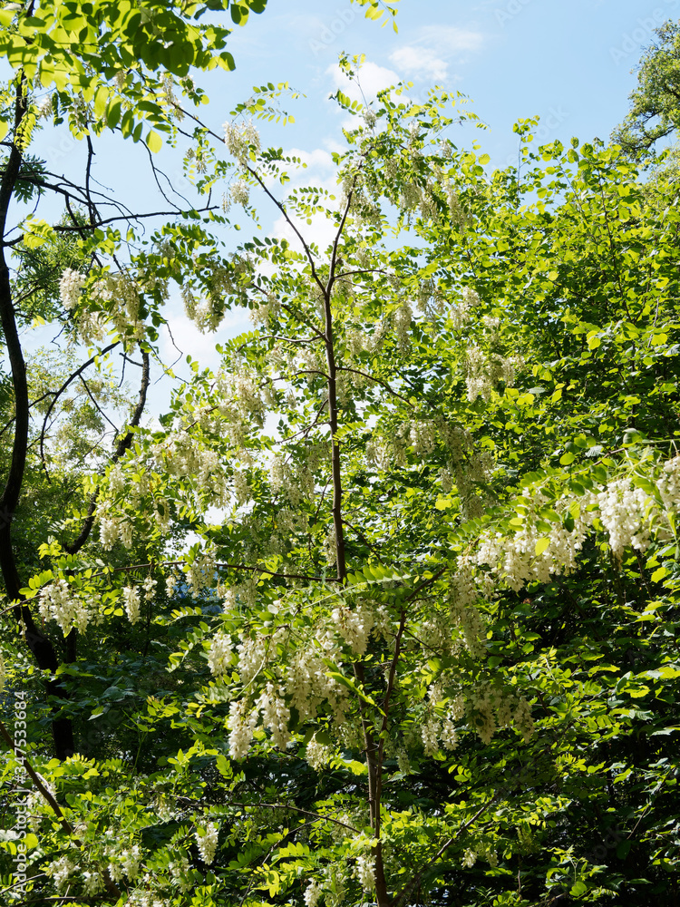 Fototapeta premium Bosquet verdoyant et envahi d'arbustes robiniers faux acacia (Robinia pseudoacacia) en floraison printanière