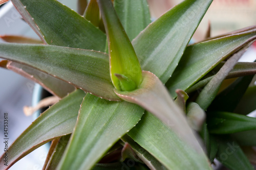 Aloe Vera Close-Up in a Pot near a window