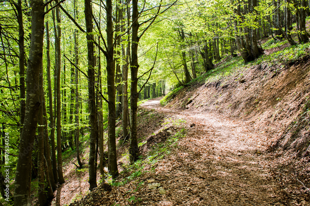 path in the trees one path in the trees one