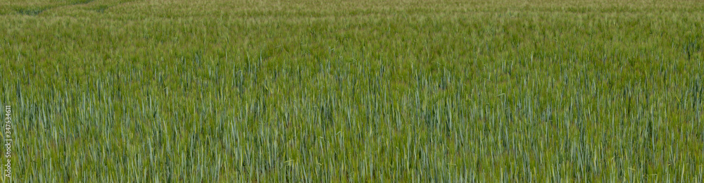 green young wheat plants as background green young wheat plants as background
