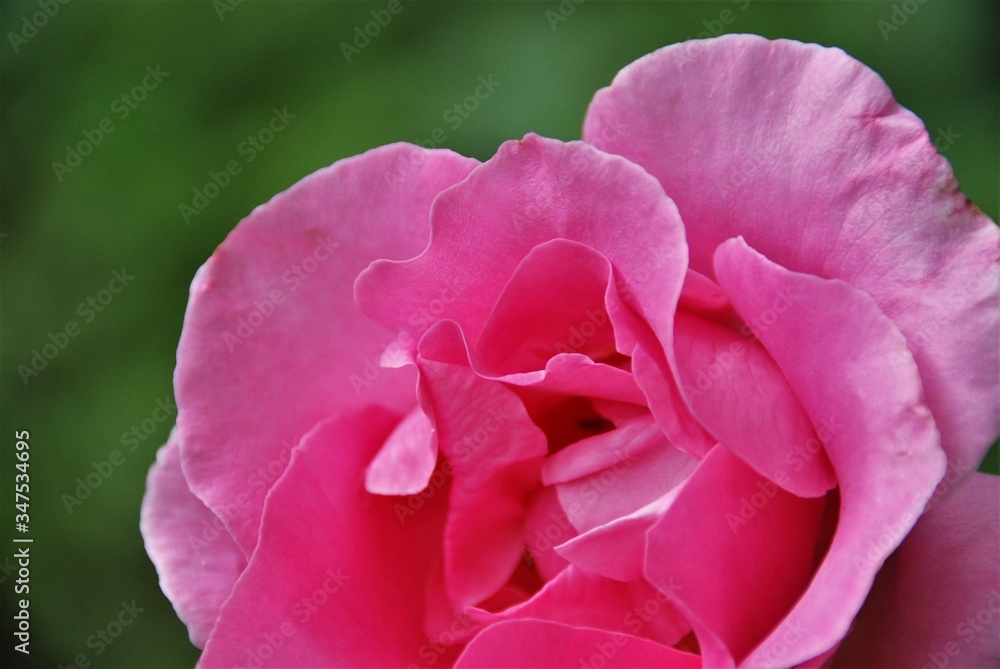 Detalle de pétalos de rosa rosa