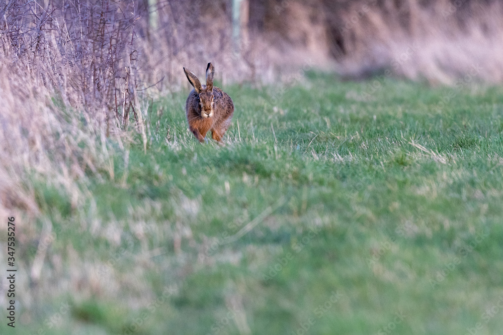 Obraz premium Brown hare (Lepus europaeus) in a winter meadow in England