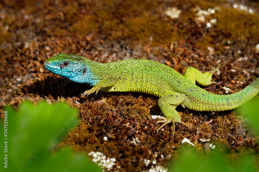Fototapeta premium European Green Lizard - Lacerta viridis - large green and blue lizard distributed across European midlatitudes, male with the tick (harvest-mite) on the body. Often seen sunning on rocks or lawns