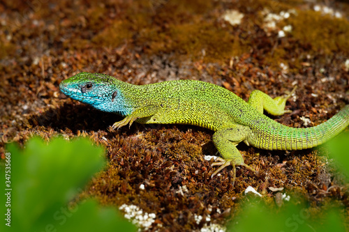 European Green Lizard - Lacerta viridis - large green and blue lizard distributed across European midlatitudes, male with the tick (harvest-mite) on the body. Often seen sunning on rocks or lawns