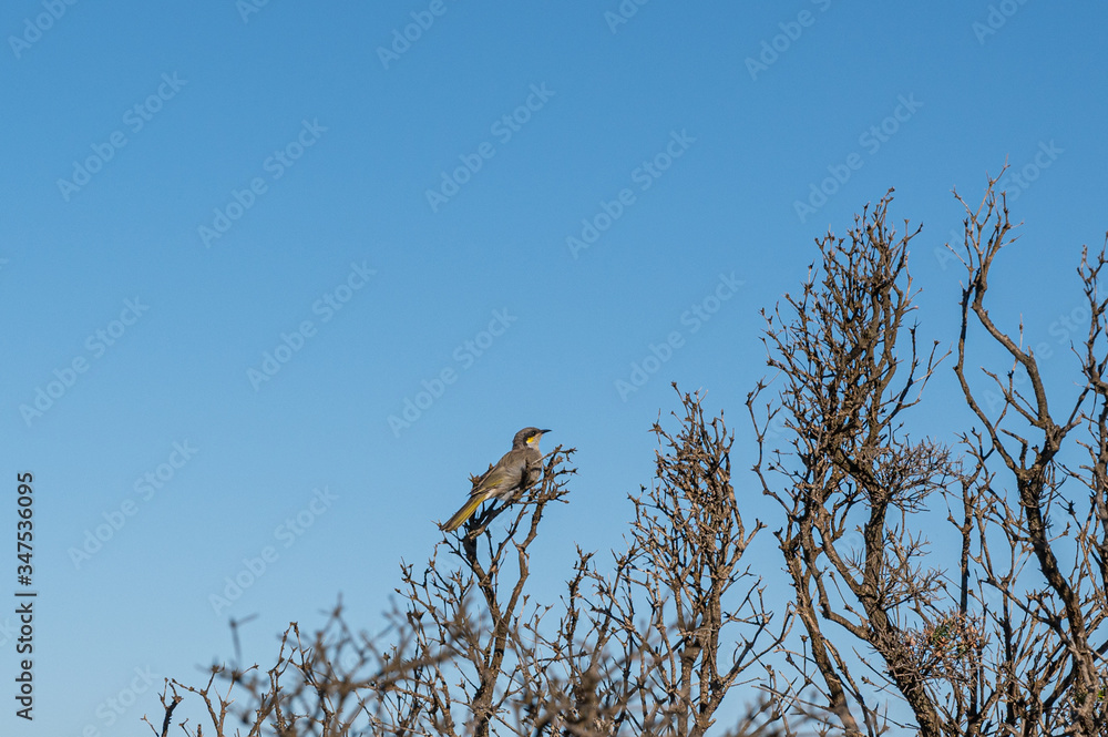 Fototapeta premium Singing honeyeater bird, Lichenostomus virescens at Split Point, Aireys Inlet, Australia