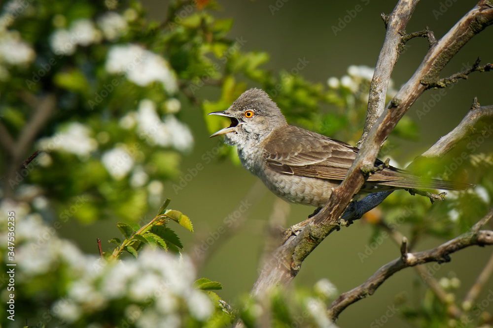 Barred Warbler - Sylvia nisoria singing birs, typical warbler, breeds in central and eastern Europe and western and central Asia, passerine bird strongly migratory, winters in tropical eastern Africa Barred Warbler - Sylvia nisoria singing birs, typical warbler, breeds in central and eastern Europe and western and central Asia, passerine bird strongly migratory, winters in tropical eastern Africa