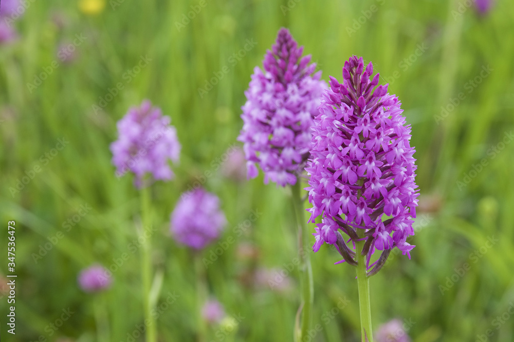 Orchidée pyramidale Orchidée pyramidale